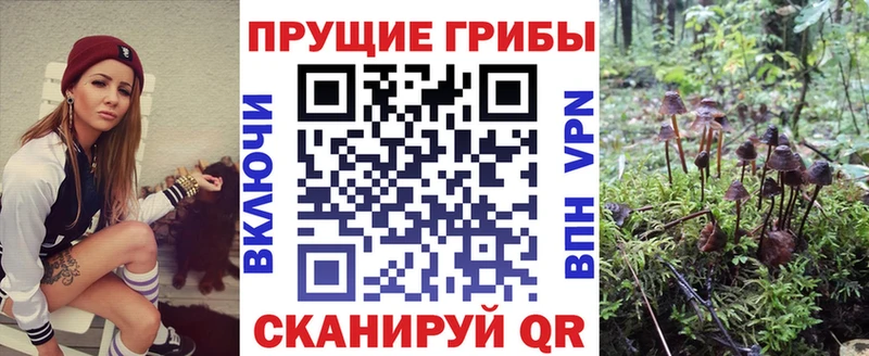 Псилоцибиновые грибы Cubensis  Курчатов 